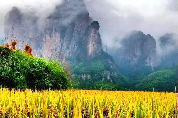 机智问答-向【姜种催芽方法】提问,获得智慧答案!